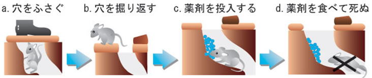 薬剤の効果的なまき方(ソ穴投入法時)